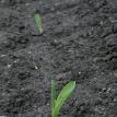 Newly emerged corn, or growth stage VE (vegetative emergance)